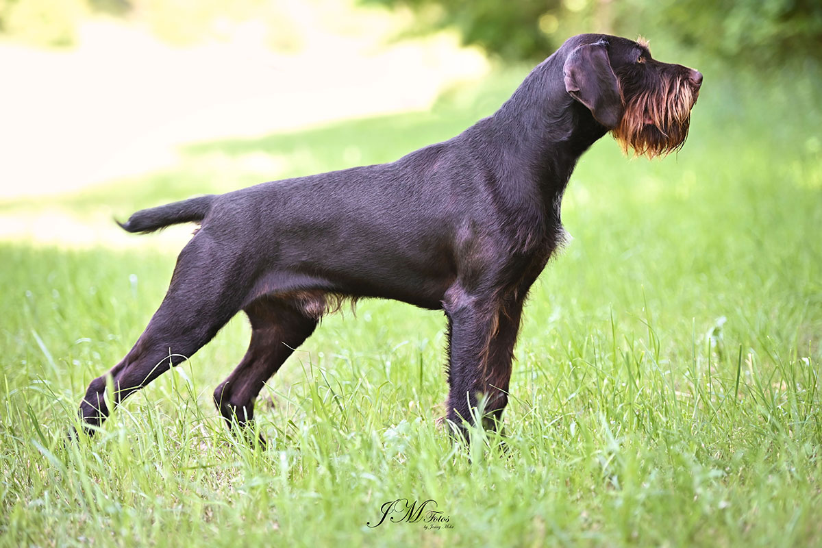 Profil von Juno III von Wächtersbach Deutsch Drahthaar Deckrüde