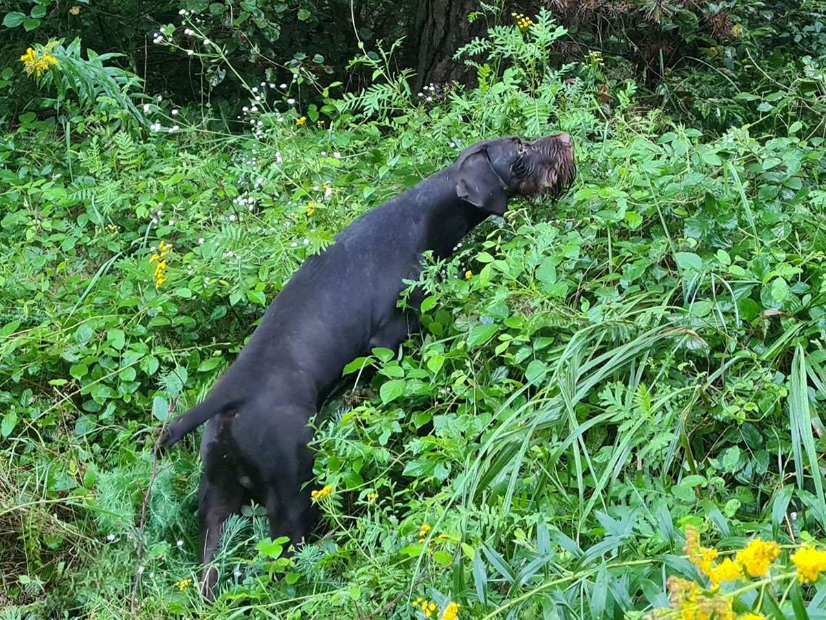 Galerie Juno III von Wächtersbach Deutsch Drahthaar Deckrüde