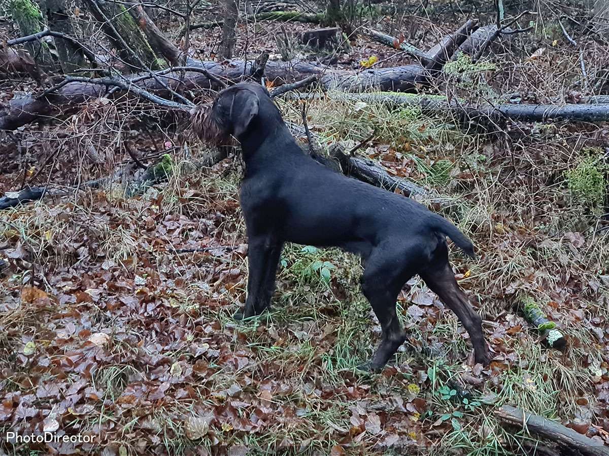 Galerie Juno III von Wächtersbach Deutsch Drahthaar Deckrüde