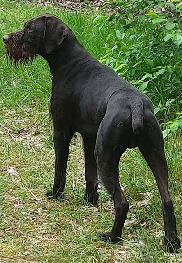 Galerie Juno III von Wächtersbach Deutsch Drahthaar Deckrüde