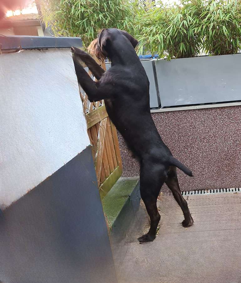 Galerie Juno III von Wächtersbach Deutsch Drahthaar Deckrüde