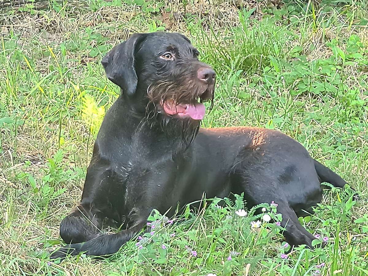 Galerie Juno III von Wächtersbach Deutsch Drahthaar Deckrüde