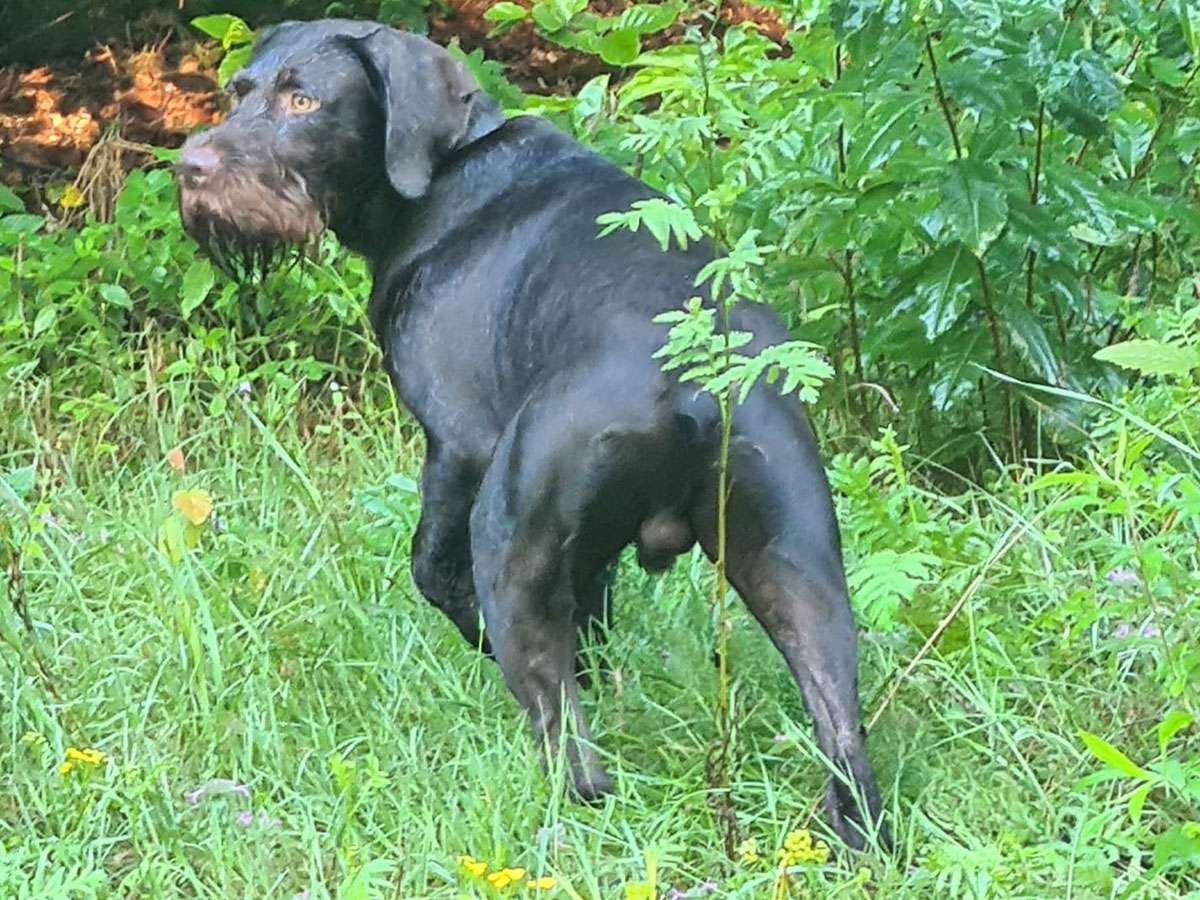 Galerie Juno III von Wächtersbach Deutsch Drahthaar Deckrüde