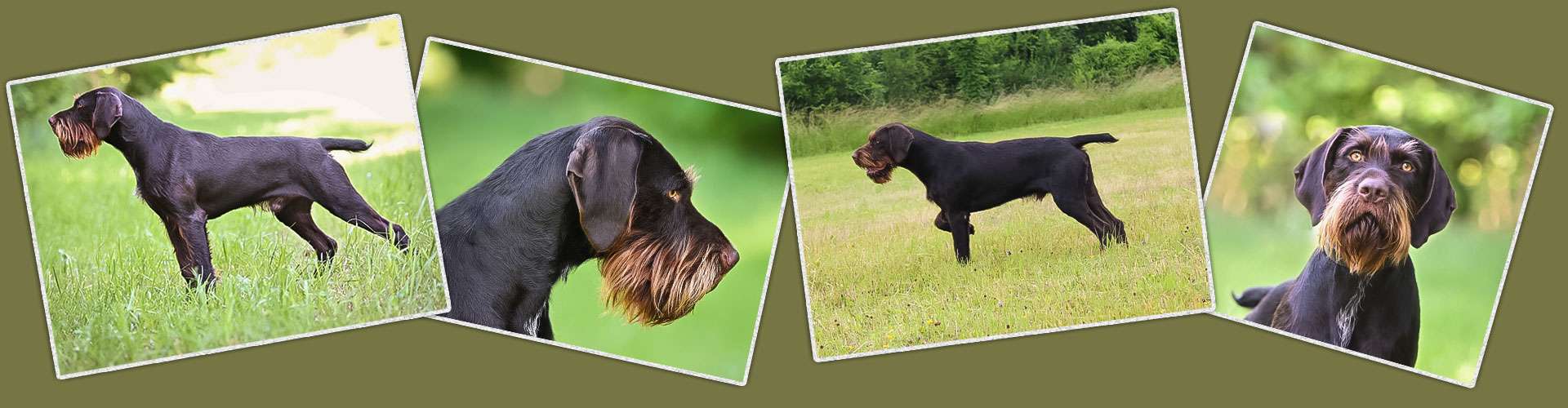 Profil von Juno III von Wächtersbach Profil von Juno III von Wächtersbach