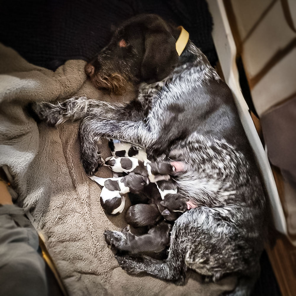 Lissy von der Büttnermeute Zwinger von der Wasserkuppe