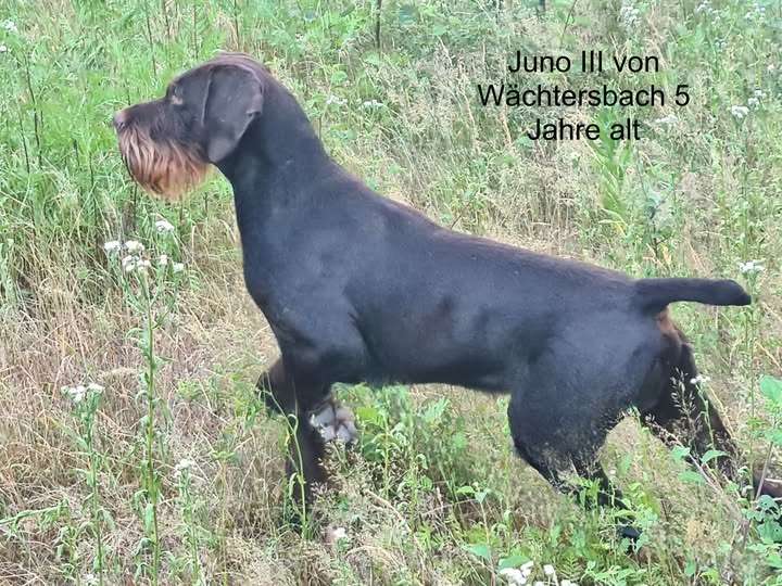 12-11-2025-1 Zwinger von der Wasserkuppe