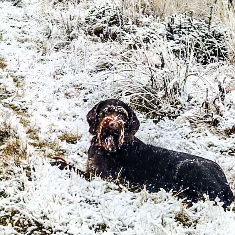 Forstmann's Brutus Forstmann's Brutus