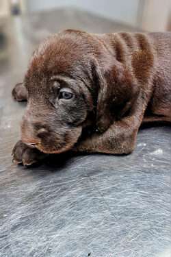 Die Welpen vom Teichmoor entwickeln sich prächtig.