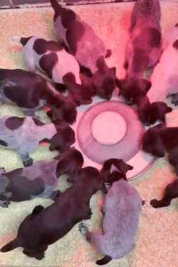 Die Welpen vom Teichmoor entwickeln sich prächtig.