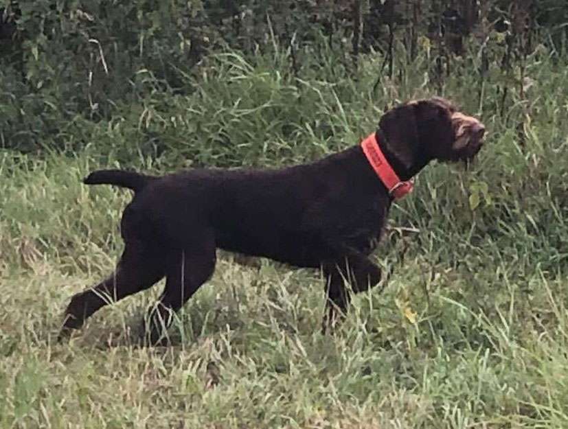 Bea vom Saalhorn ist trächtig