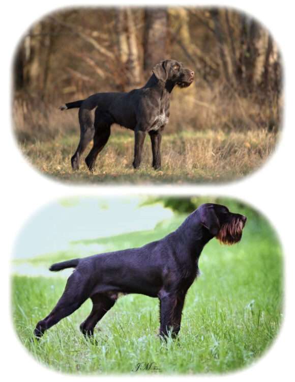 Verpaarung Klara vom Bärenkopf mit Juno III von Wächtersbach