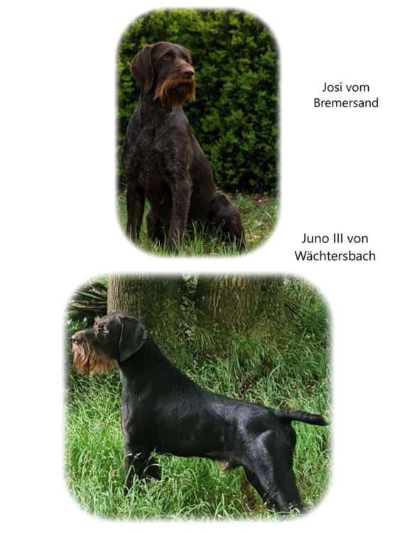 Der Zwinger vom Herchenborn erwartet Anfang/Mitte April Welpen.