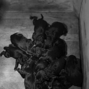 Zwinger vom Bärenkopf