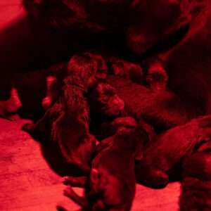 Zwinger vom Bärenkopf