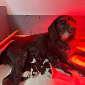 Zwinger vom Saalhorn