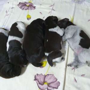 Zwinger vom Saalhorn